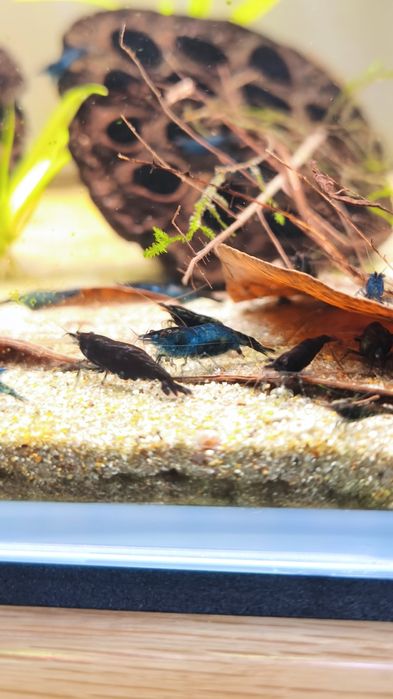 Camarões Neocaridina Blue Dream
