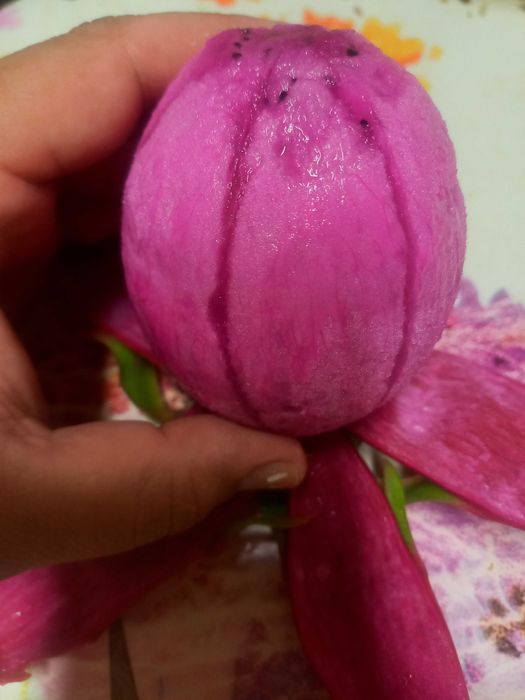 PITAYAS doces de polpa rosa