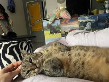 Krepinka, uroczy koci leniuszek szuka super domku