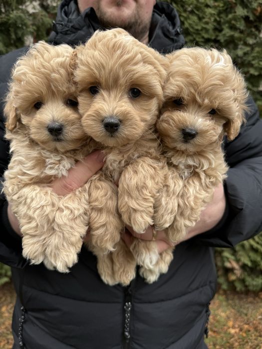 Мальтіпу ф1 міні