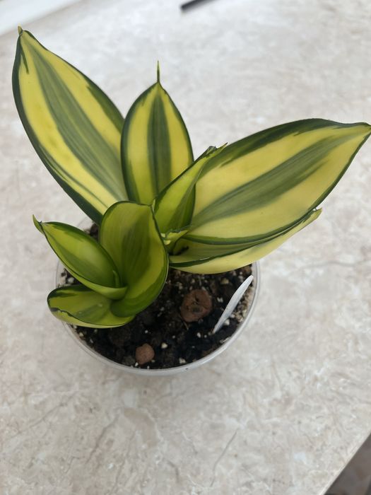 Сансівʼєрія Грин мулд ( Green mould)