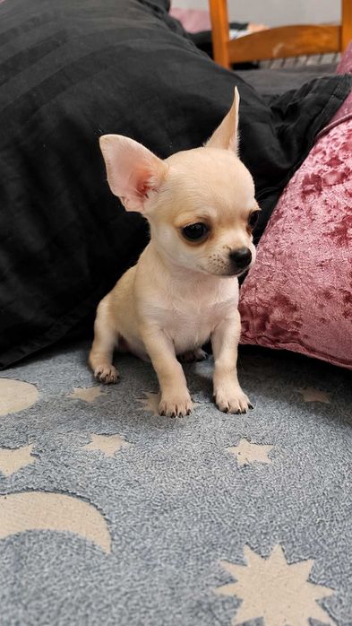 Chihuahua miniatura