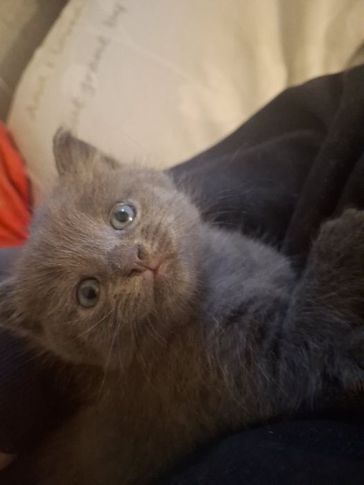 Продам британське кошення