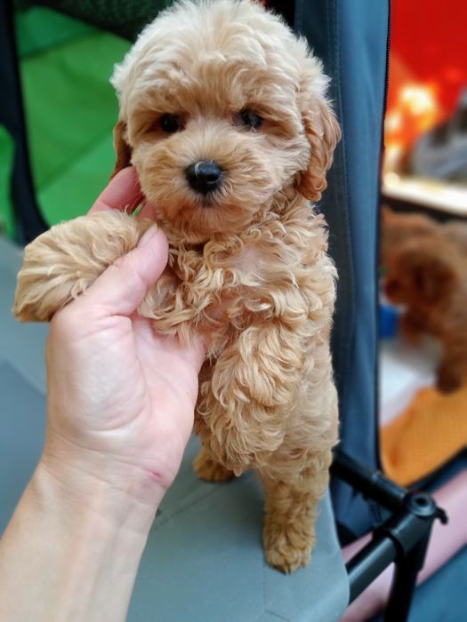 Завжди в продажі Мальтіпу,різного віку та окрасу.