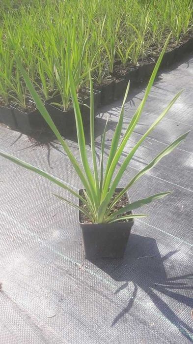 Juka Karolińska Juka