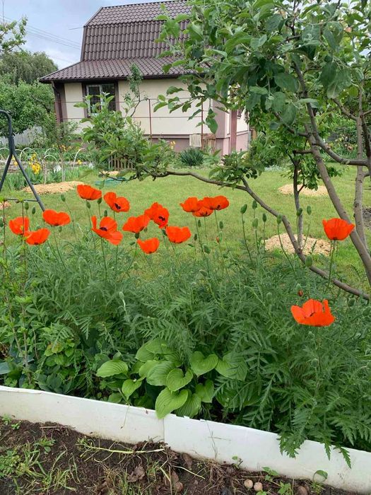 Продам дачу Власівка, Броварський район - View 3
