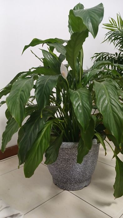 Lírio da Paz Grande (Spathiphyllum) com 80cm + Vaso Incluído