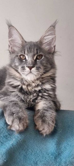 Gatinho Maine Coon