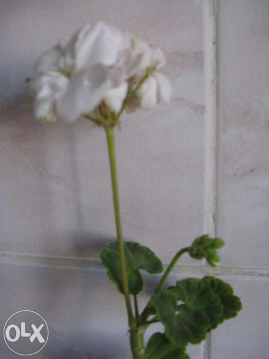 Мушкательки(пеларгонії) (червоні 3 відтінки,рожева,біла)