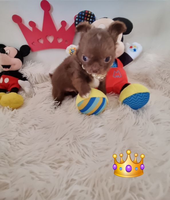 Chihuahua macho  miniatura de pêlo comprido com Pedigree