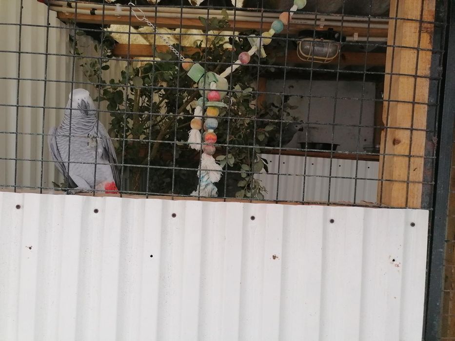 Papagaios para venda