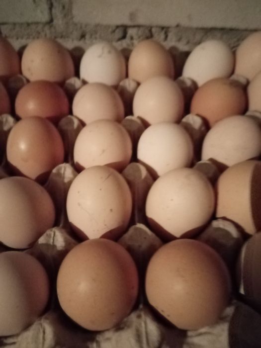 Rolnicze jajka ekologiczne