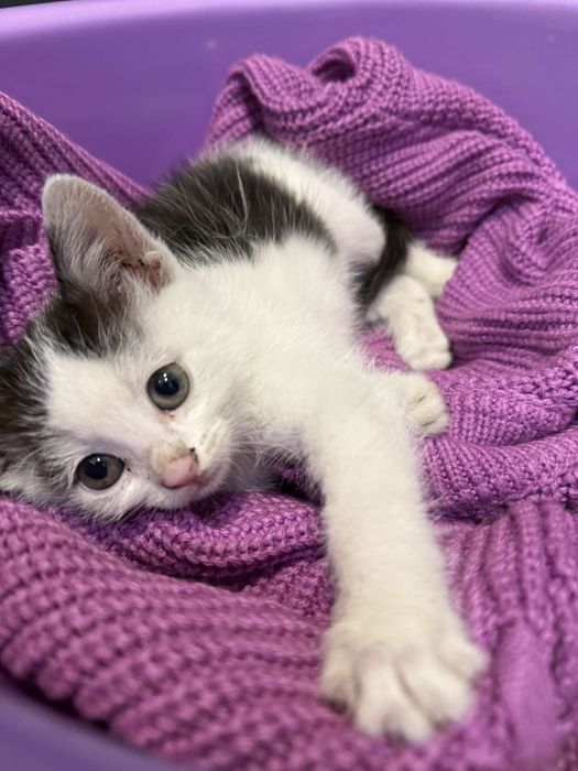Maluta koteczka do pilnej adopcji