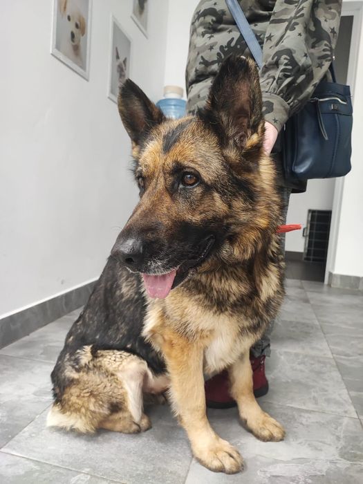 Tycia sunia owczarka szuka domu