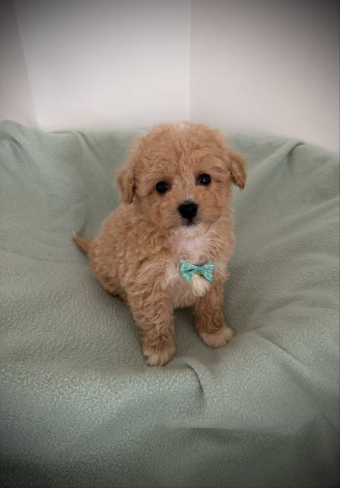 Maltipoo chłopiec apricot