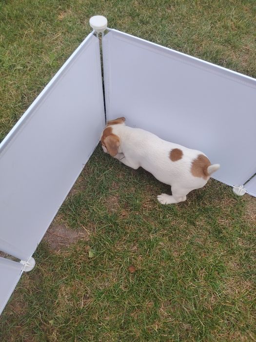Jack Russell terrier szczenię