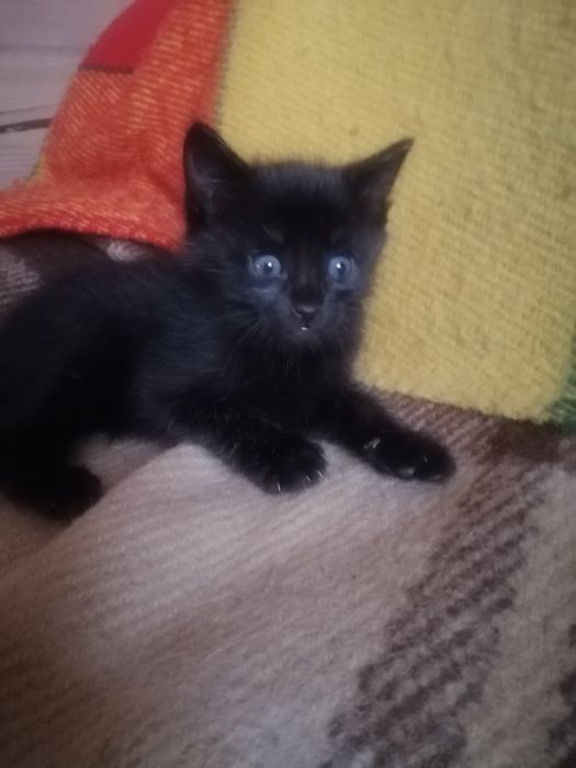 Маленька Пантерка шукає дім