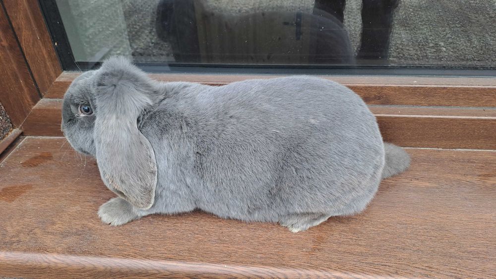 Samica Francuski Baran niebieski