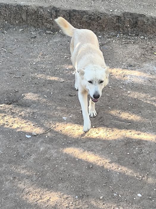 pastor alemao para dar