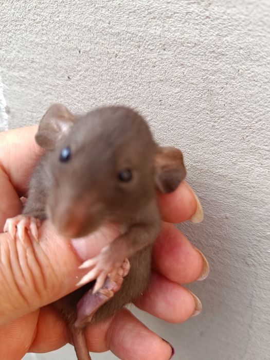 Щурики Дамбо і стандарт