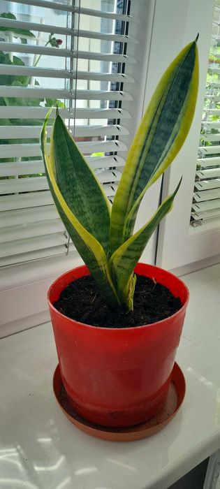 Sansewieria gwinejska język teściowej wężownica