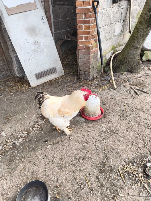 Sprzedam koguta,z lutego zeszłego roku.