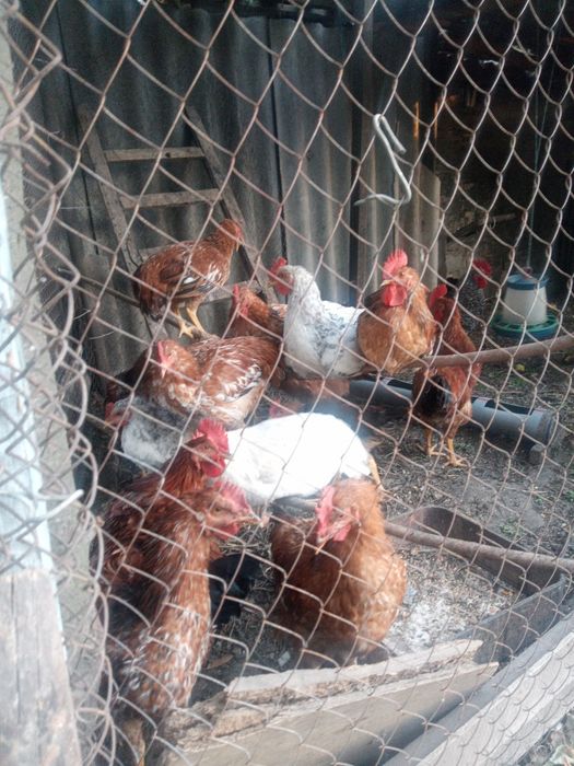 Продажа домашних петухов