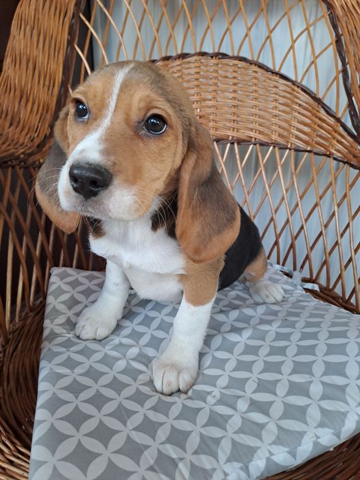Beagle sunia z rodowodem.