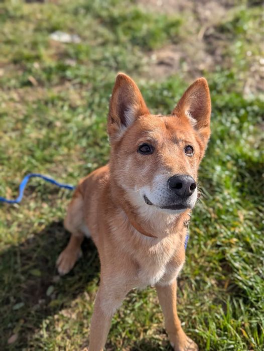 Pies do adopcji w typie shiba inu