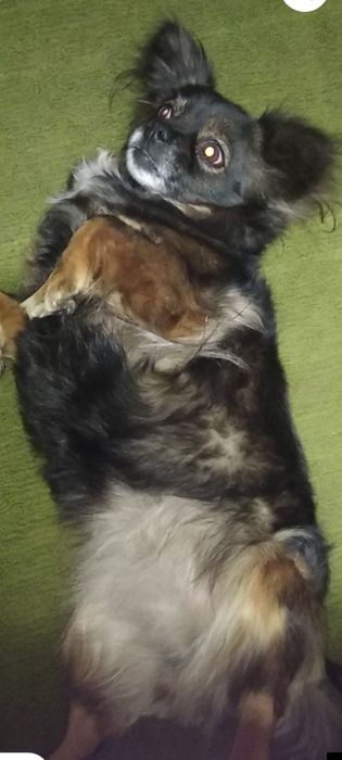 Красивая собачка