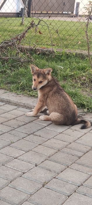 цуцики акіта іну метис