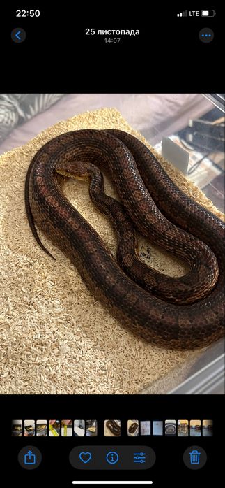 Wąż zbożowy clasic samica