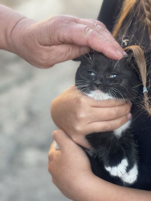 Кошеня,котик,котики