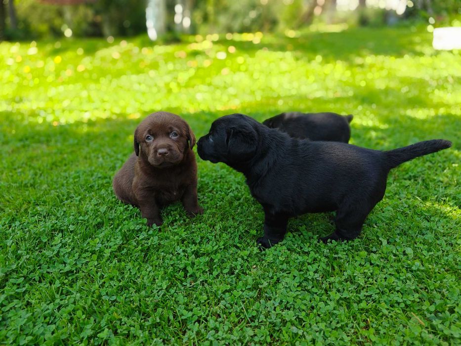 Labrador retriever szczeniaki czarne pies suka fci zkwp