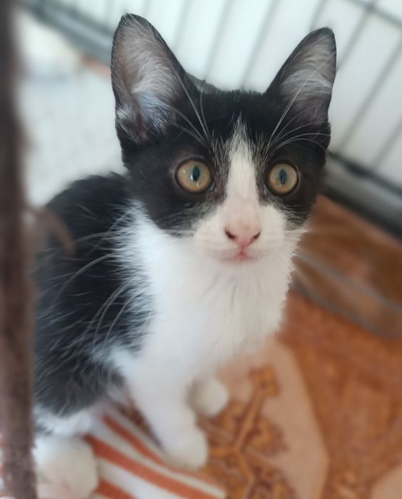 Gatinha e gatinho para adoção em Viseu