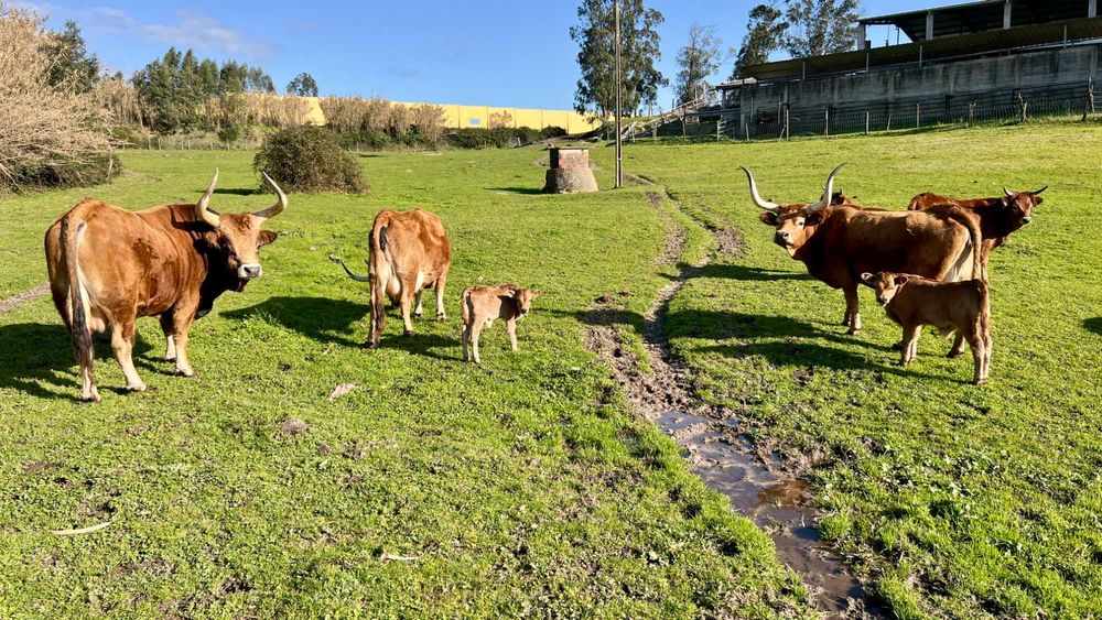 Lote / Vitelos / Cachenas - Modo de Produção Biológico