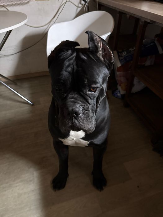 Кане Корсо вязка - сильный кобель, документы, прививки