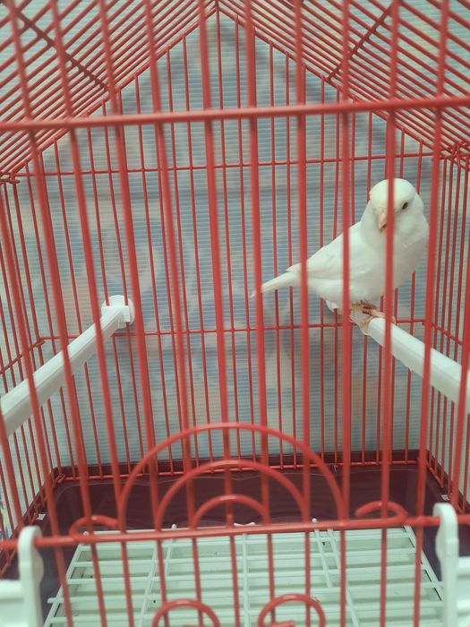 Canário macho branco