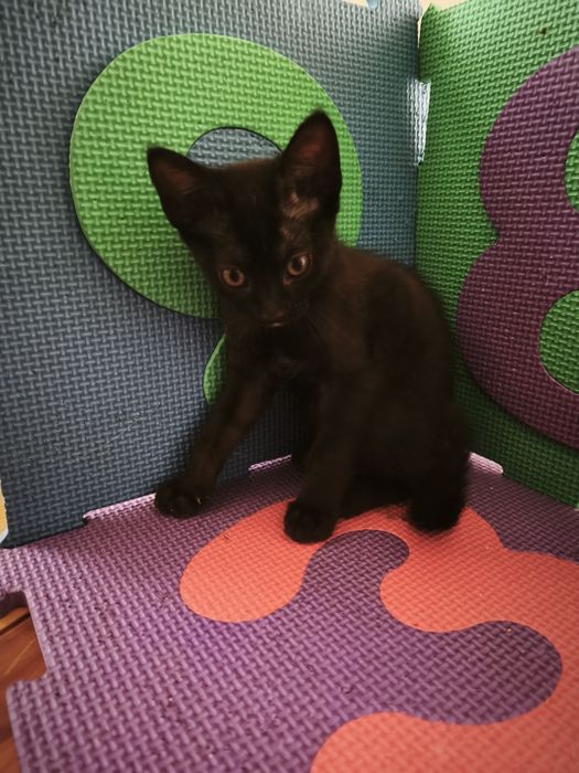 Gatos bebés para adoção