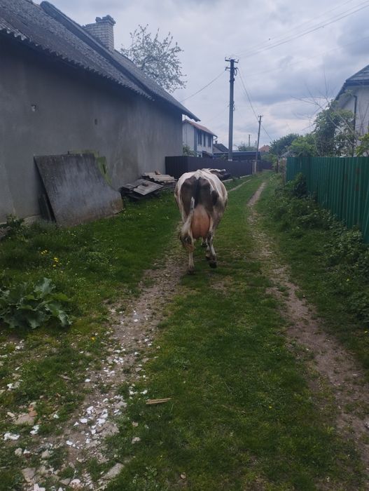 Продається корова і теличка від неї