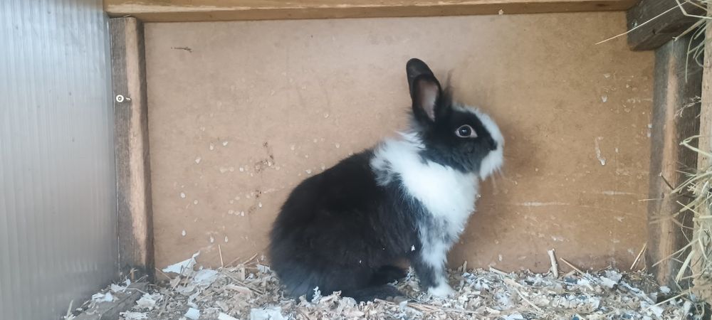 Młode samczyki miniaturki