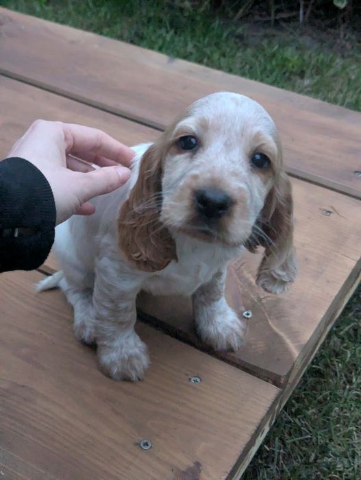 Cocker Spaniel Angielski.