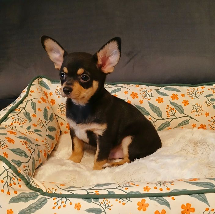 Śliczny piesek chihuahua