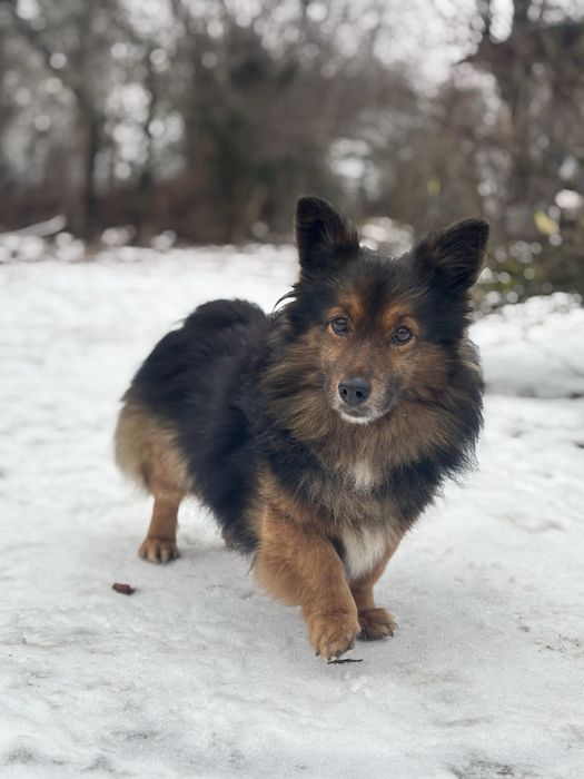 Mini owczarek niemiecki do adopcji.