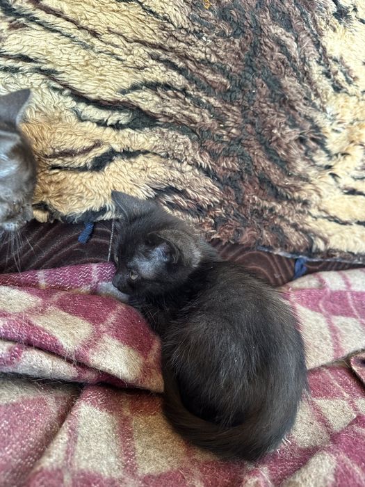 котики висловухі