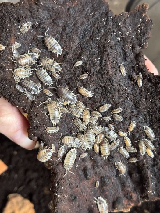 isopody równonogi Porcellio laevis Dairy Cow ekipa sprzątająca
