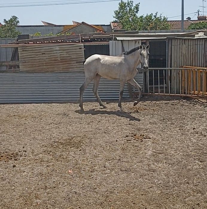 Parelha de potros