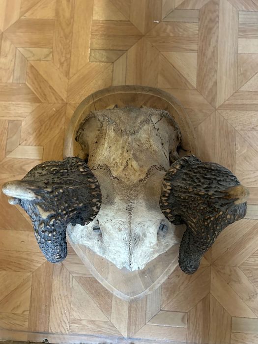 Poroże / Rogi / Wieniec