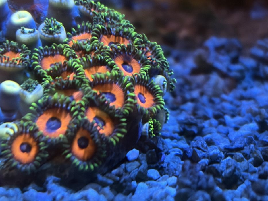 Vendo zoanthus  whammin watermelon