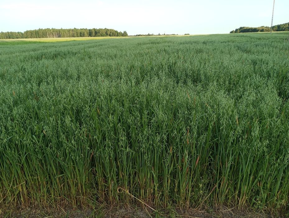 Owies ozimy kws snowbird